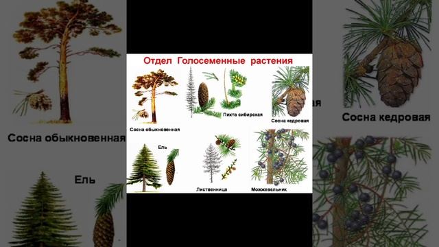 ? Видеоурок ?Биология 5-класс (10-тема)Тема: Высшие растения смотреть онлайн