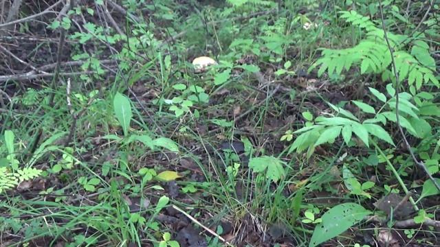 Грузди . Супер удачный второй грибной поход. смотреть онлайн