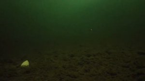 Елец, подводная съёмка!