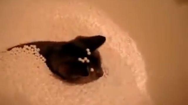 Кот в пенопластовых шариках смотреть онлайн