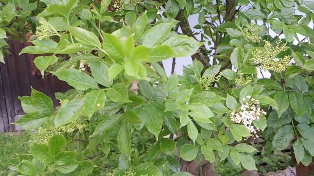 Sambucus nigra 200530 смотреть онлайн