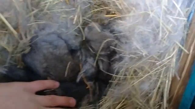 Крольчатам 13 дней/серый великан+калифорния! смотреть онлайн