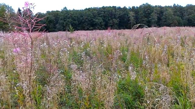 Сбор Иван Чая в сентябре. смотреть онлайн