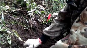 Заготовка Диоскореи ниппонской в Приморском крае