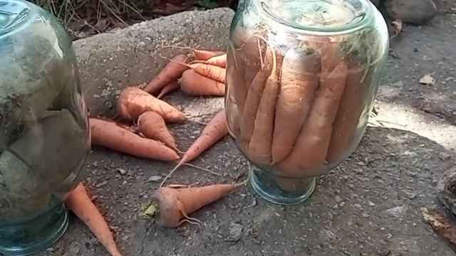 Лучший способ хранения моркови смотреть онлайн