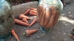 Лучший способ хранения моркови