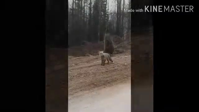 Брошенный лисёнок смотреть онлайн