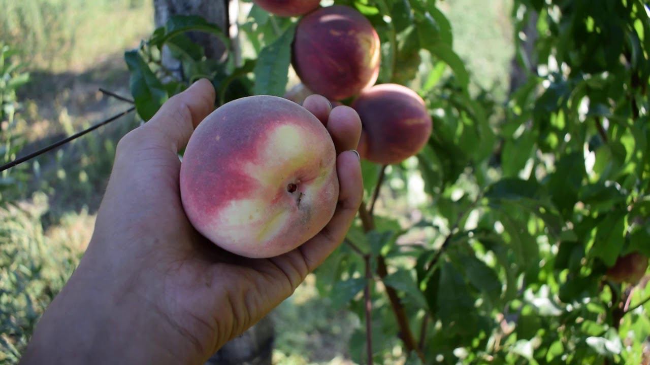 Персик Алибланка (30 августа 2019) - Агро Сад питомник саженцев смотреть онлайн