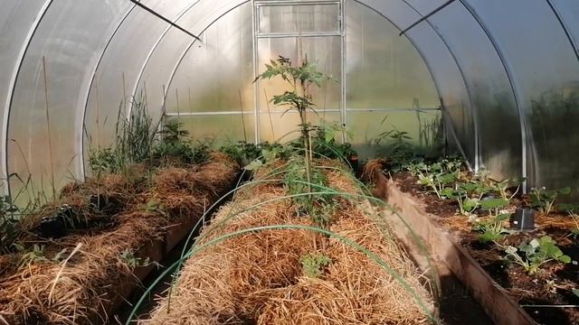 Урожай Теплиц Дело Рук Огородника И Погоды // Июнь 2022 г // С.Х.У смотреть онлайн