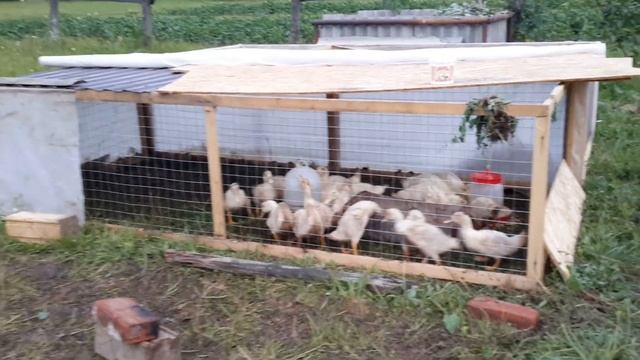 Утки муларды 1 месяц. Кормление.