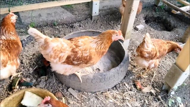 КУРЫ-это яйца,мясо и азотное удобрение для сада и огорода. смотреть онлайн