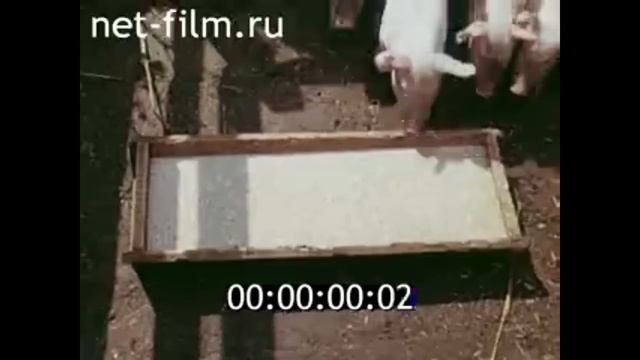 1988г. совхоз Назаровский. Вепрев А.Ф. Назаровский район Красноярский край смотреть онлайн