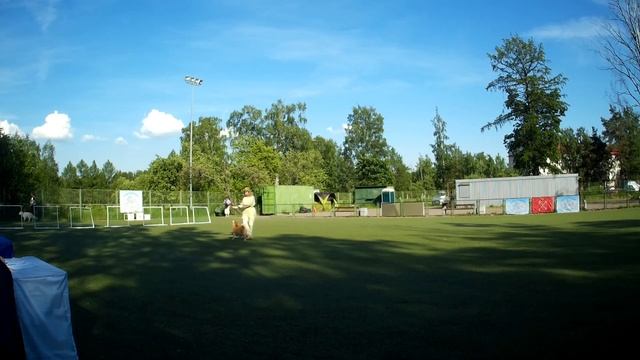 Братанова Ирина и Тоши - Чемпионат Санкт-Петербурга по кинологическому фристайлу 2021 смотреть онлайн