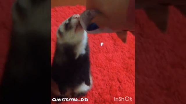 Хорёк. / фретка / Christoffer PET Fox смотреть онлайн