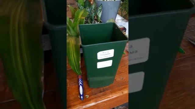 Помогаю отростку МОНСТЕРЫ укорениться и прижиться. смотреть онлайн