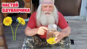 Настой одуванчика - целебная сила солнца! Как приготовить