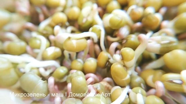 Как прорастить маш в домашних условиях и вырастить из него микрозелень на подоконнике смотреть онлайн