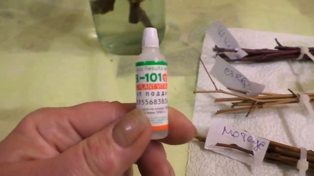 Зимнее черенкование кустарников - мой эксперимент. смотреть онлайн