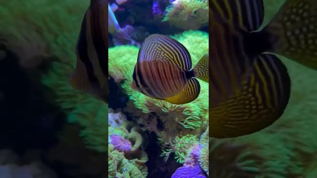 Зебрасома парусная Дежардена в аквариумном салоне #аквалого смотреть онлайн