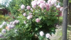 Красоточка роза "Новалис"