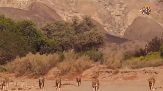 Honey Badger caughts and eats Snake & vs Cobra Python Snake Vs Honey Badger - Battle In The Desert смотреть онлайн