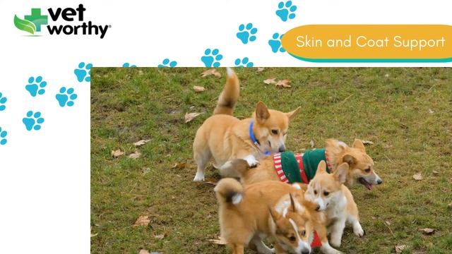 Vet Worthy Brewers Yeast Chewables for Dogs for Skin and Coat Support смотреть онлайн