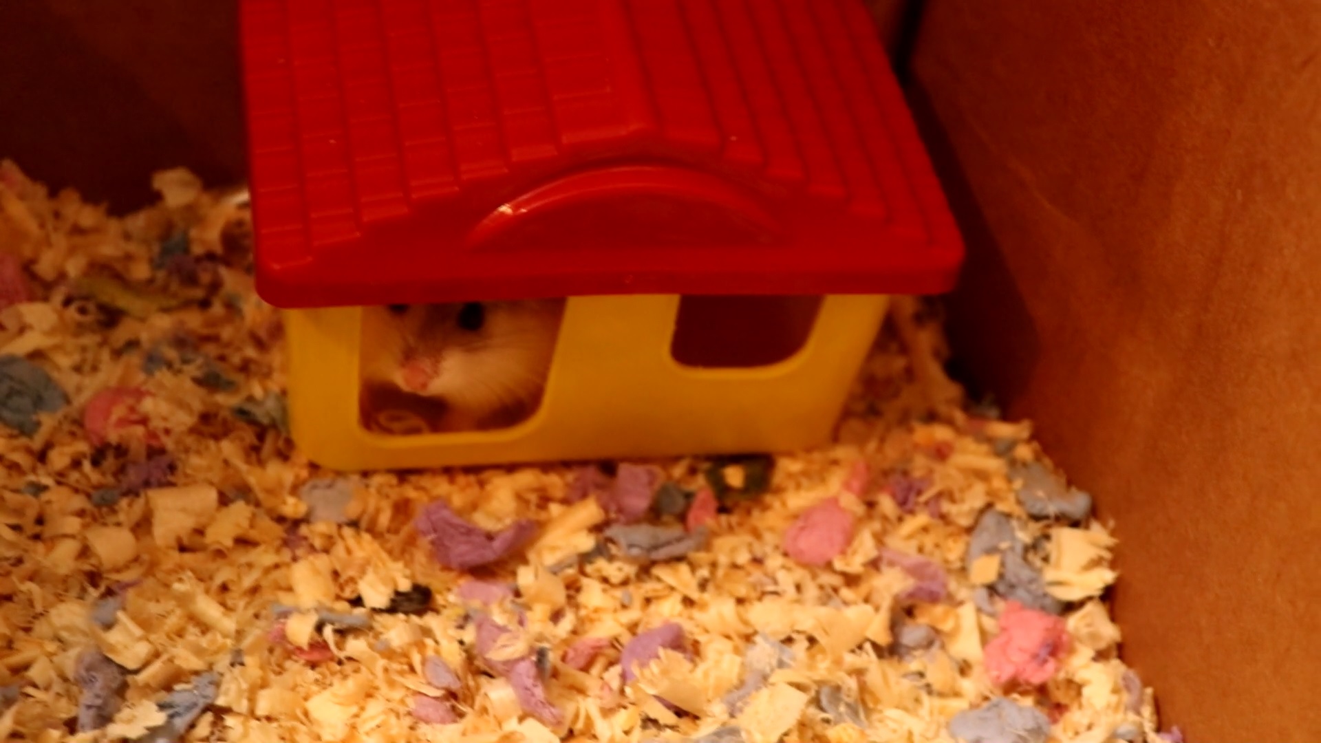 КУПИЛА ХОМЯЧКА РОБОРОВСКОГО! / ХОМЯЧАТАМ 19 ДНЕЙ ОТ РОДУ смотреть онлайн