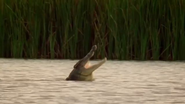 Python Too Aggressive! Big Cat Can't Escape of Giant Anaconda, Python vs Lion, Leopard, Monkey смотреть онлайн