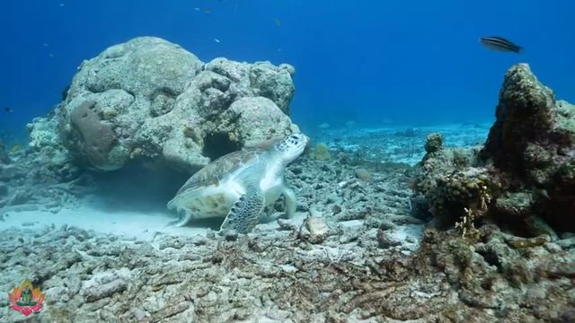 Нежная Музыка для Здоровья и успокаивает нервную систему - Расслабляющая музыка радует душу #21 смотреть онлайн