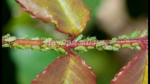 Как бороться с тлей на розах - How to deal with aphids on roses