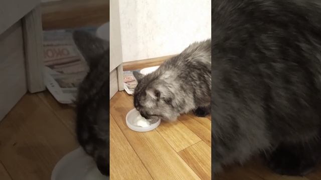 наш котёнок кушает сметану❤️❤️❤️