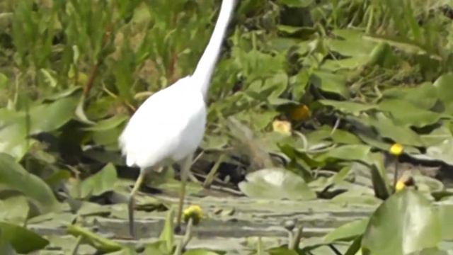 БОЛЬШАЯ БЕЛАЯ ЦАПЛЯ ПРОМЫШЛЯЕТ НА РЕКЕ ПАВЛОДАРА смотреть онлайн