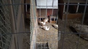 Почему не несутся мускусные утки?