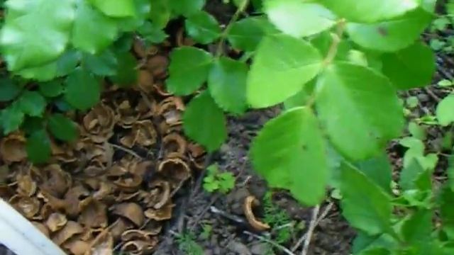 Скорлупа ореха для мульчирования роз и лилий смотреть онлайн