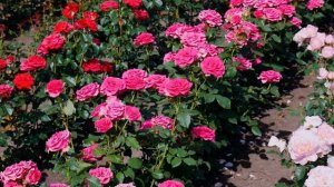 Видео обзор розы Гоча (Чайно гибридная) - Gocha (Эквадор)