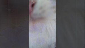 Поздравлялка2