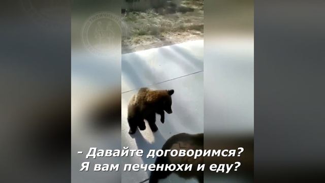 Косолапые гаишники остановили фуру на глухой дороге, и отпустили её только за взятку! смотреть онлайн