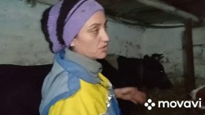 Как усмирить корову , если она дерётся.