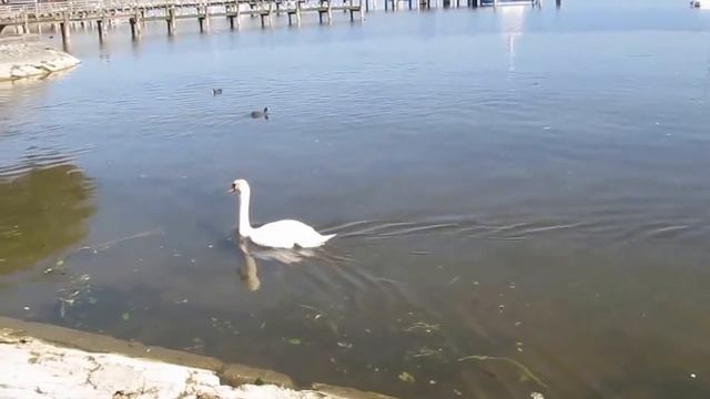 Am AMMERSEE in Dießen und Herrsching, Sept. 2016 смотреть онлайн