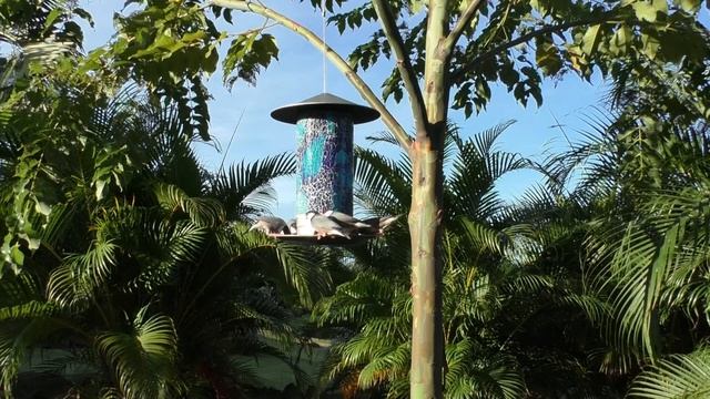 Hawai’i Sunrise has Gone to the Birds: Featuring the Java Finch Mafia! смотреть онлайн