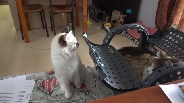 Поехали с Муркой на море) / Наши кулинарные изыски / Кошачьи приколы