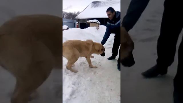 Знакомтесь Рушай сын Ахиллеса 6 месяцев 62 кг смотреть онлайн