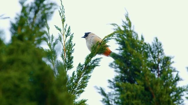 Нежная Музыка Для Души И Жизни ? Спокойная музыка для расслабления и привлечения позитивных эмоций смотреть онлайн