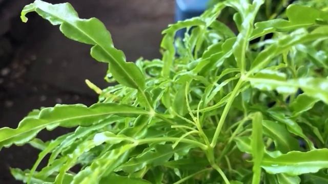 Tanaman Hias Polyscias Fruticosa | POLYSCIAS FRUTICOSA PLANT смотреть онлайн