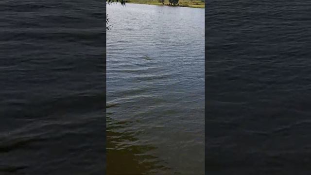 Толстолобик на чесночный пуф смотреть онлайн