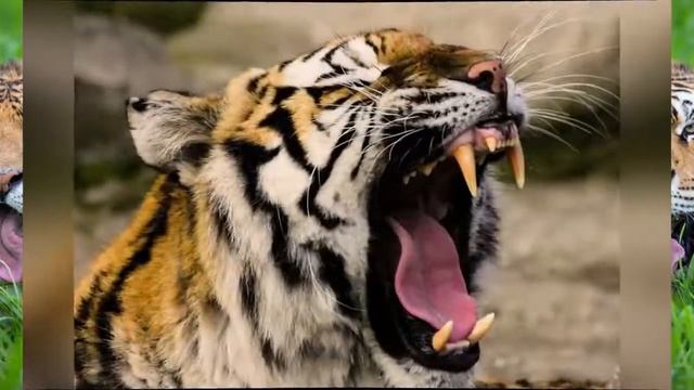 Школа 2083, образовательный ролик «Тигр», воспитатель А.И. Волкова смотреть онлайн