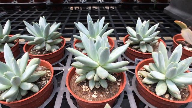 Succulent Plant Pachyphytum compactum 'Glaucum' 多肉植物觀察 白千代田之松 смотреть онлайн