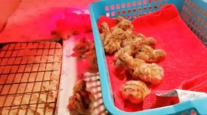 Перепела породы Феникс