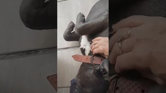 American bull- самая спокойная собака из всех! смотреть онлайн