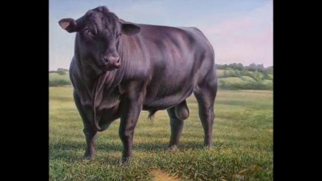 Абердин-ангус  Aberdeen Angus